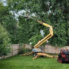 Best Root Management and Removal  in Dranesville, VA
