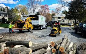 Best Emergency Tree Removal  in Dranesville, VA