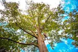 Best Fruit Tree Pruning  in Dranesville, VA