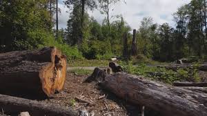 Best Tree and Shrub Care  in Dranesville, VA