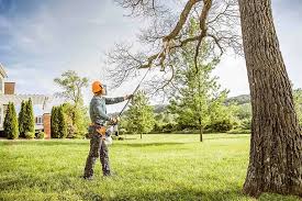 Best Tree Maintenance Programs  in Dranesville, VA