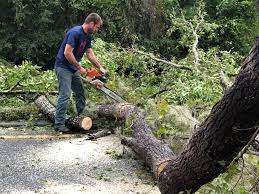 How Our Tree Care Process Works  in  Dranesville, VA