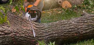 Best Tree Disease Treatment  in Dranesville, VA