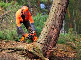 Best Commercial Tree Services  in Dranesville, VA
