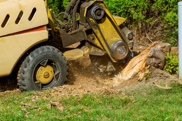 Best Root Management and Removal  in Dranesville, VA
