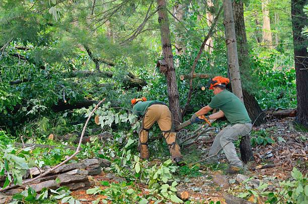 Best Firewood Processing and Delivery  in Dranesville, VA