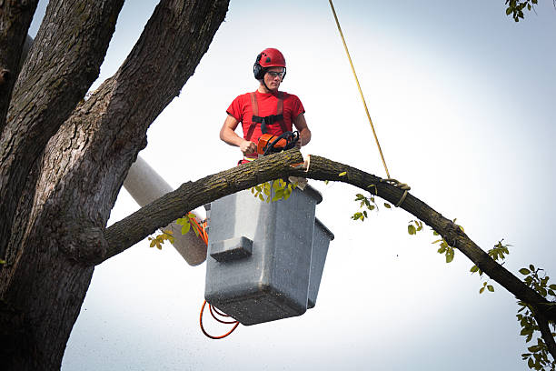 Best Leaf Removal  in Dranesville, VA