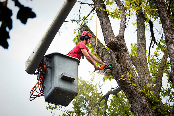 Best Tree Preservation Services  in Dranesville, VA