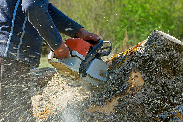 Best Tree Mulching  in Dranesville, VA