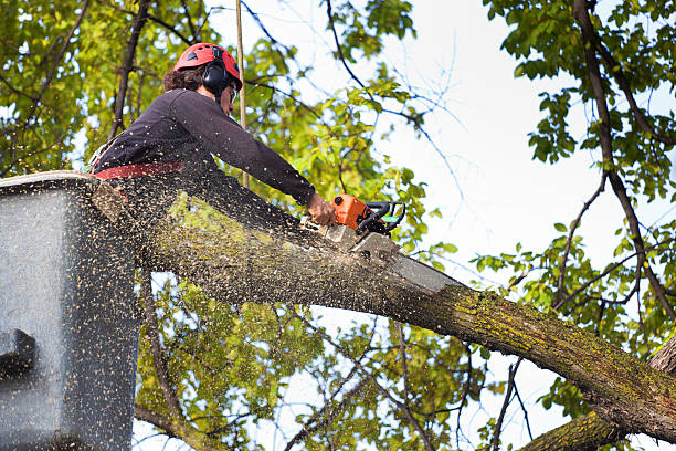 Best Aeration Services  in Dranesville, VA