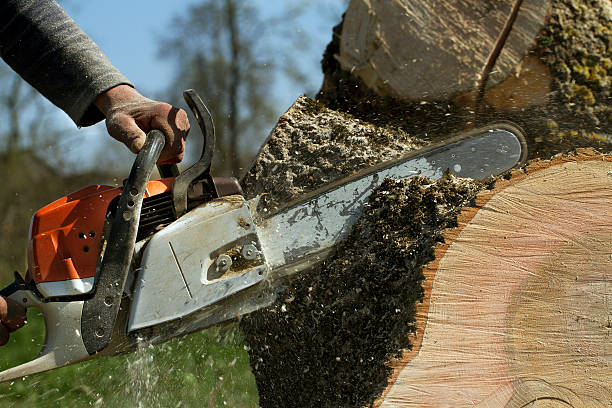 Best Weed Control  in Dranesville, VA