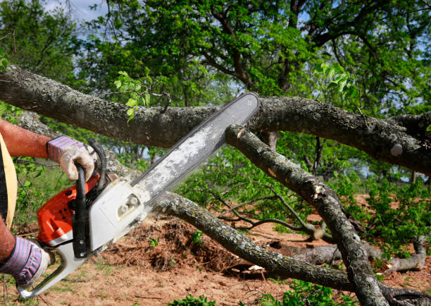 Best Lawn Irrigation Installation and Maintenance  in Dranesville, VA