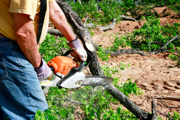 Professional Tree Services in Dranesville, VA