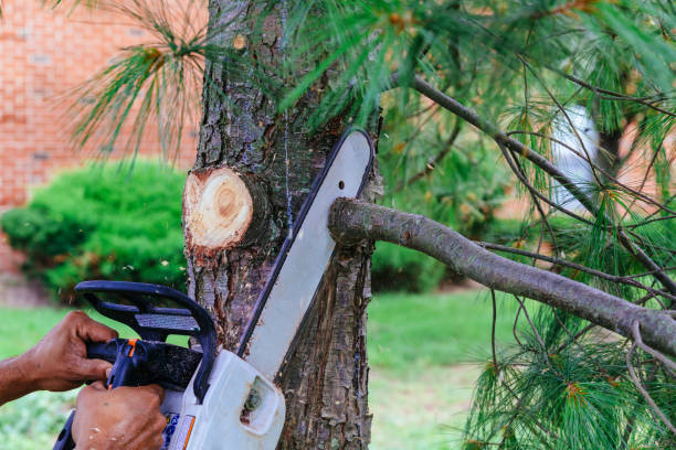 Best Arborist Consultation Services  in Dranesville, VA
